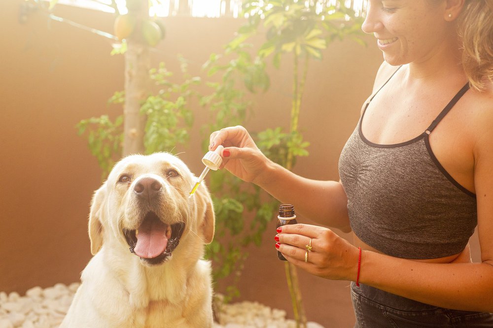 Buying CBD Pet Products for Dogs – What You Need to Know